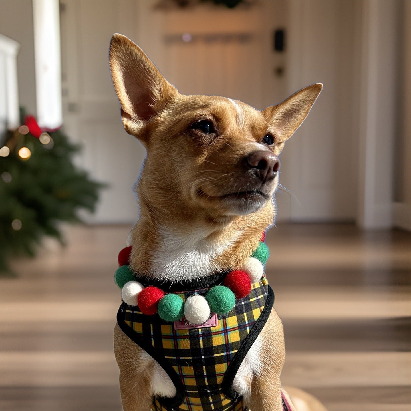Christmas Pom Pom Dog Collar -  Elf Green-4