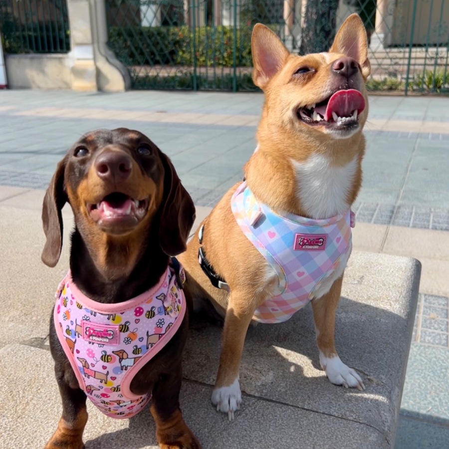 Pastel Vichy Harness-4