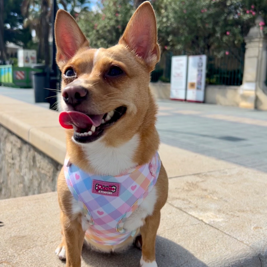 Pastel Vichy Harness-3