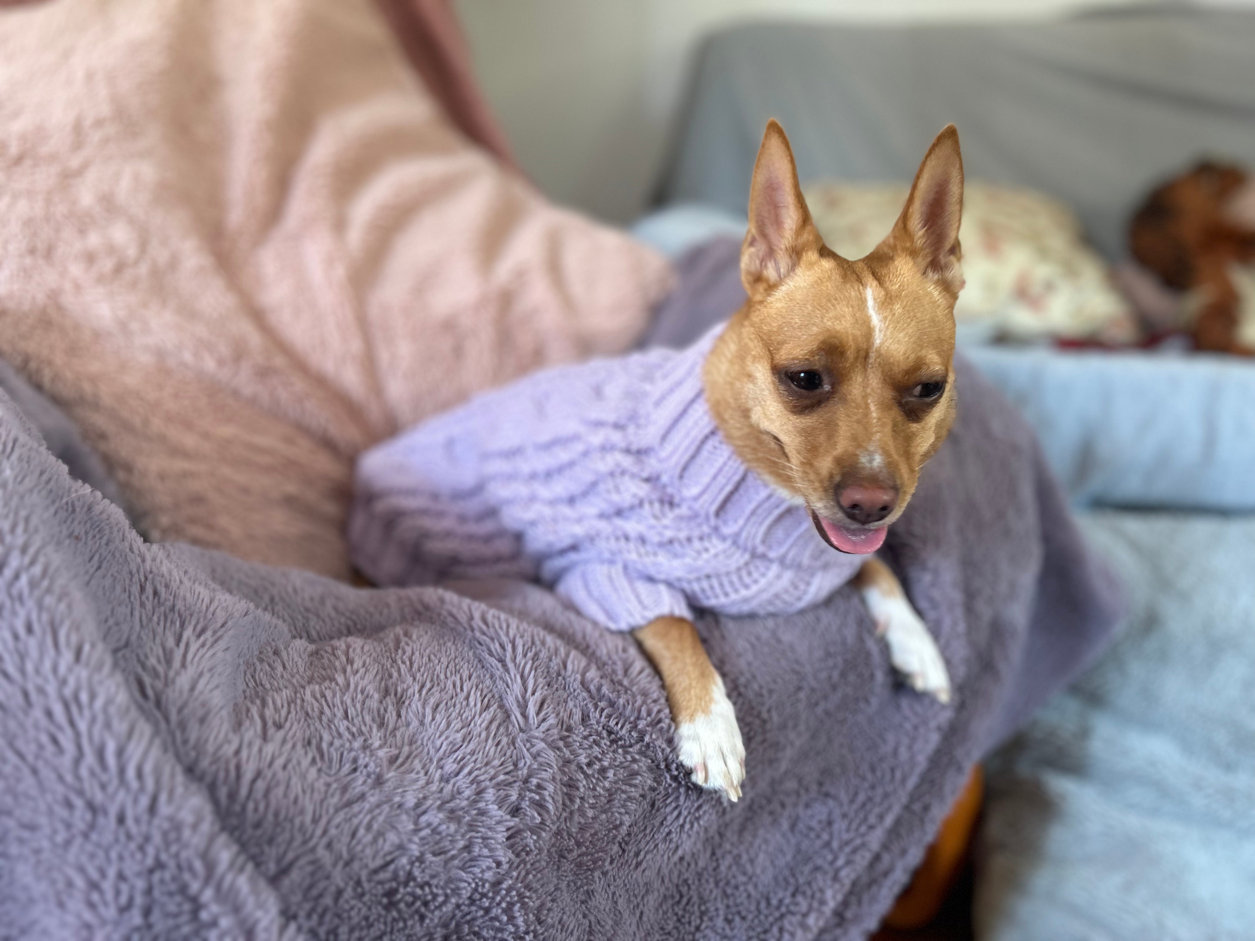 Peppermint Green Pawfect Pup Jumper - Clearance Sale-3