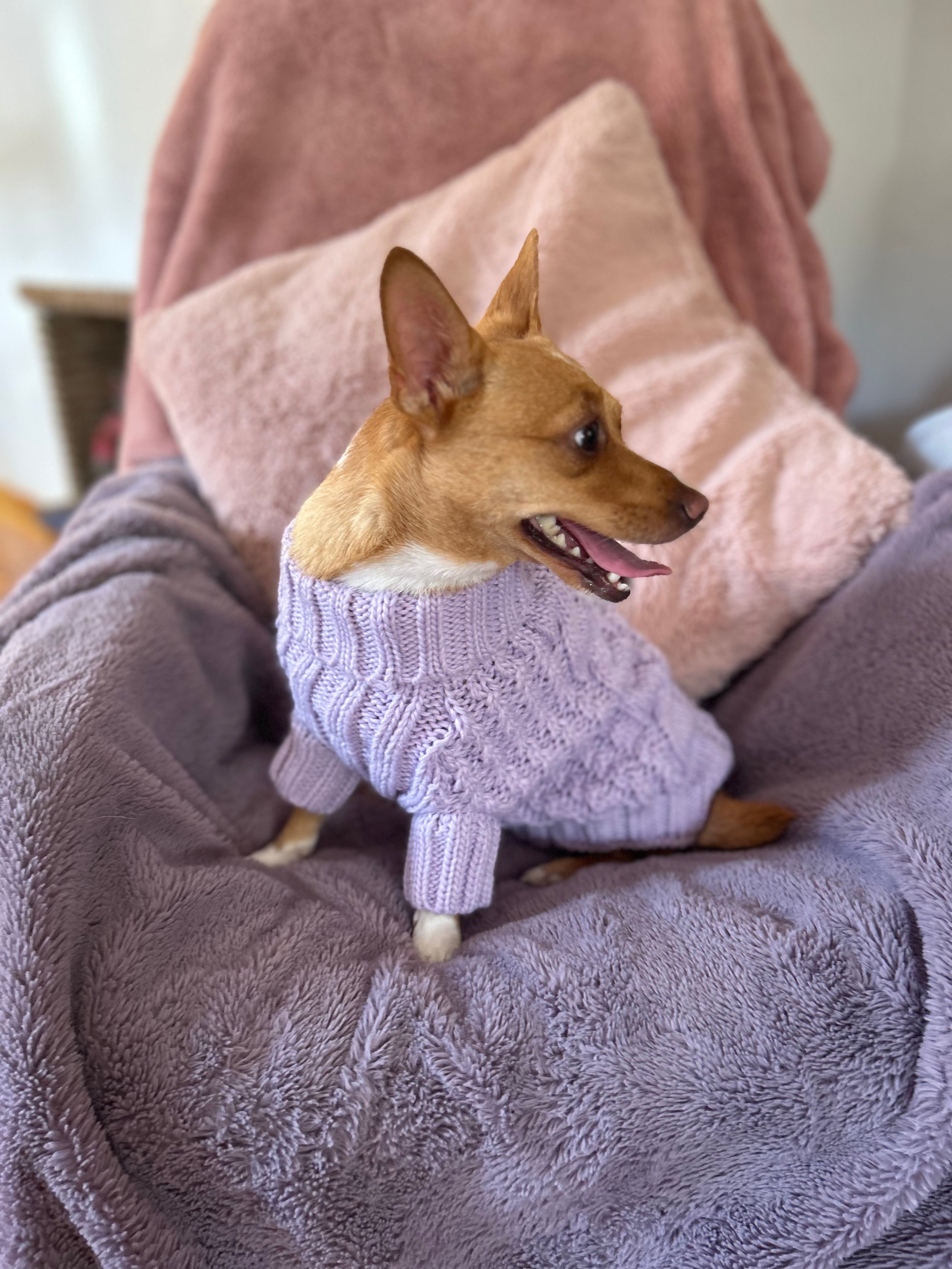Peppermint Green Pawfect Pup Jumper - Clearance Sale-4