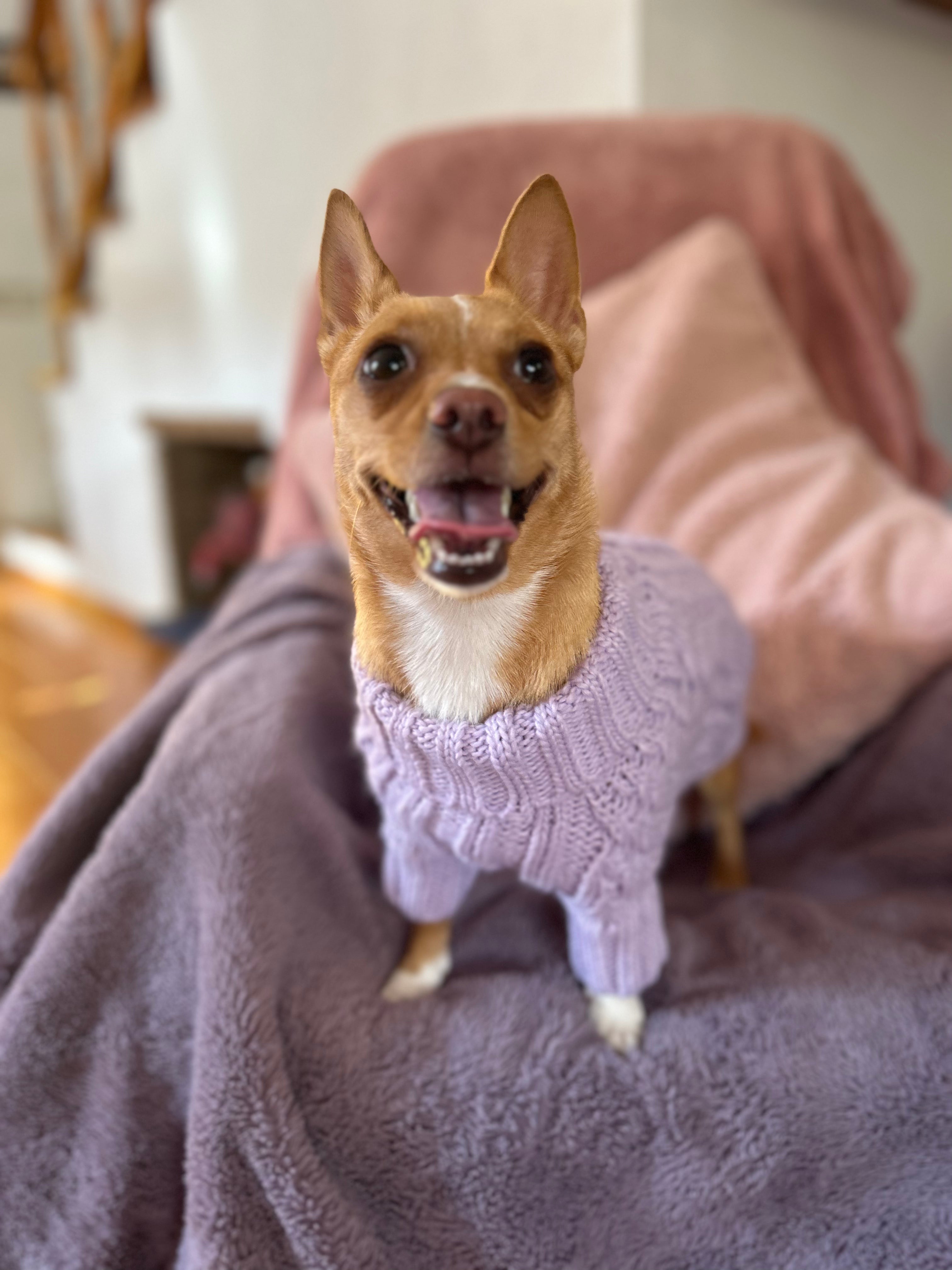 Peppermint Green Pawfect Pup Jumper - Clearance Sale-2
